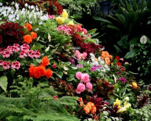 Array of Flowers