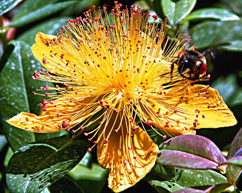 Bee on Yellow Flower