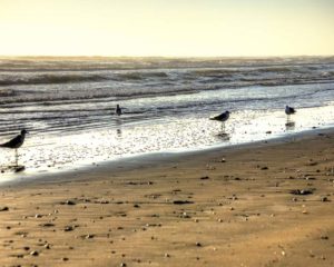 Bird on Beach 2