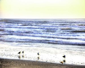 Birds on Beach