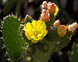 Blooming_cactus