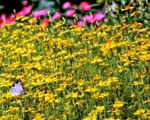 Butterfly on Yellow Flowers