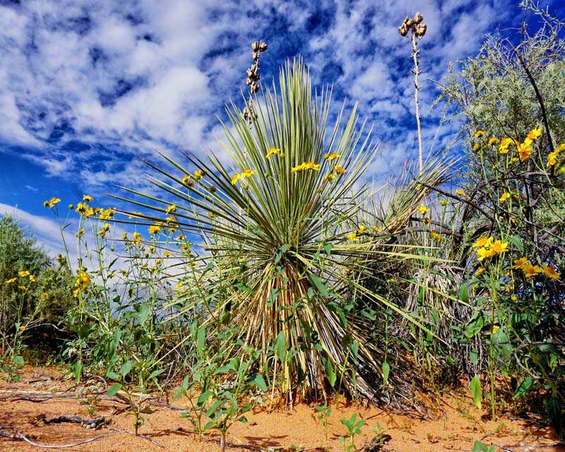 Cactus Wildflowers