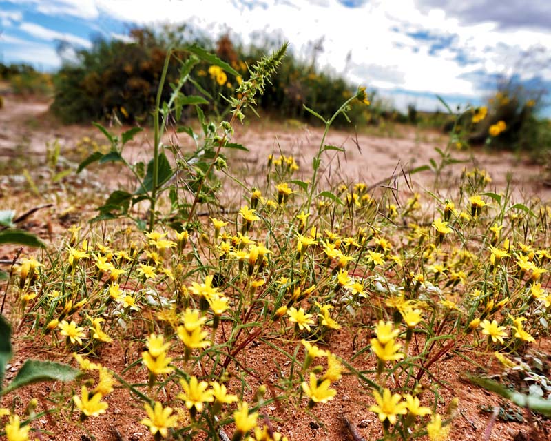 Desert Flowers 2
