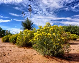Desert Sage