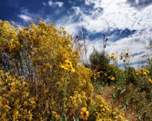 Desert Sage 1