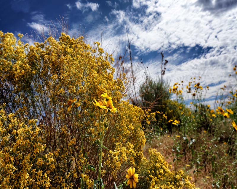 Desert Sage 1