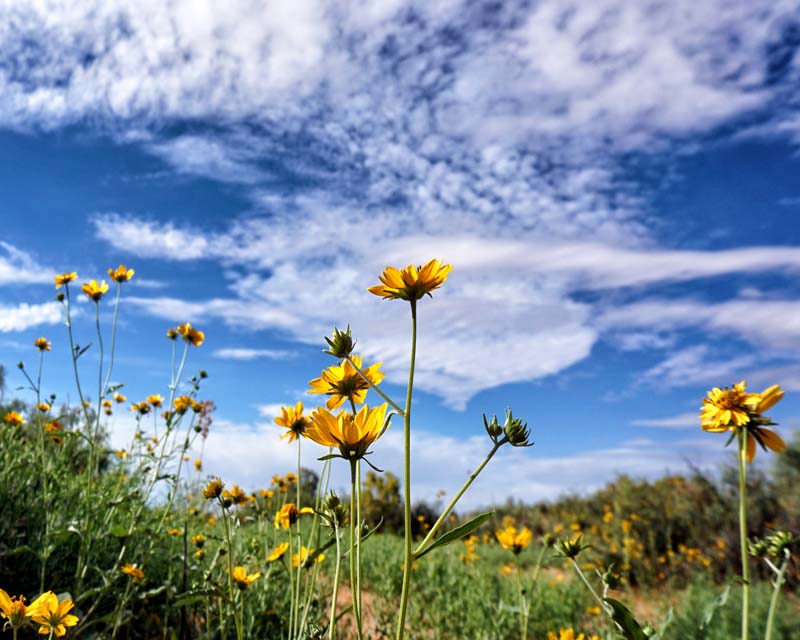 Desert Wildflowers