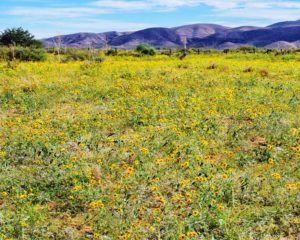 Field Flowers 1