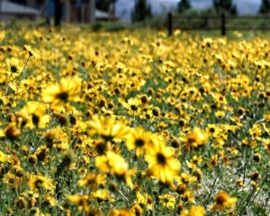 Field Flowers 3