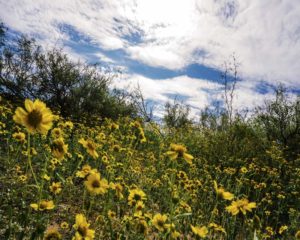 Field Flowers 5