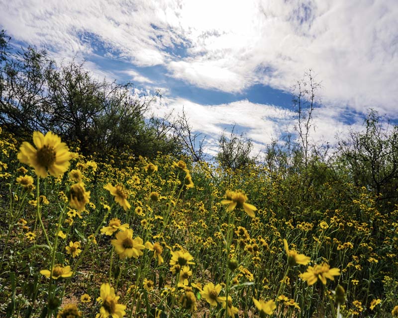 Field Flowers 5