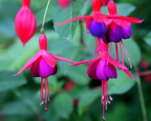 Hanging Bells