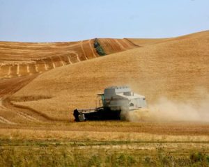 Harvesting Wheat