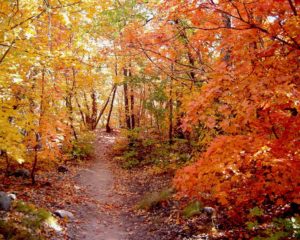 Into the Woods