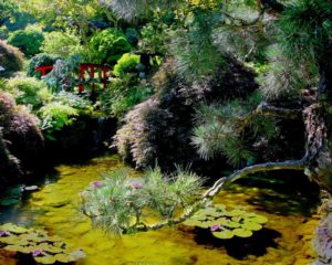 Japanese Pond