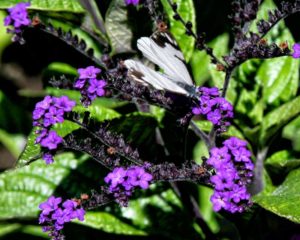 Moth on Purple Flower