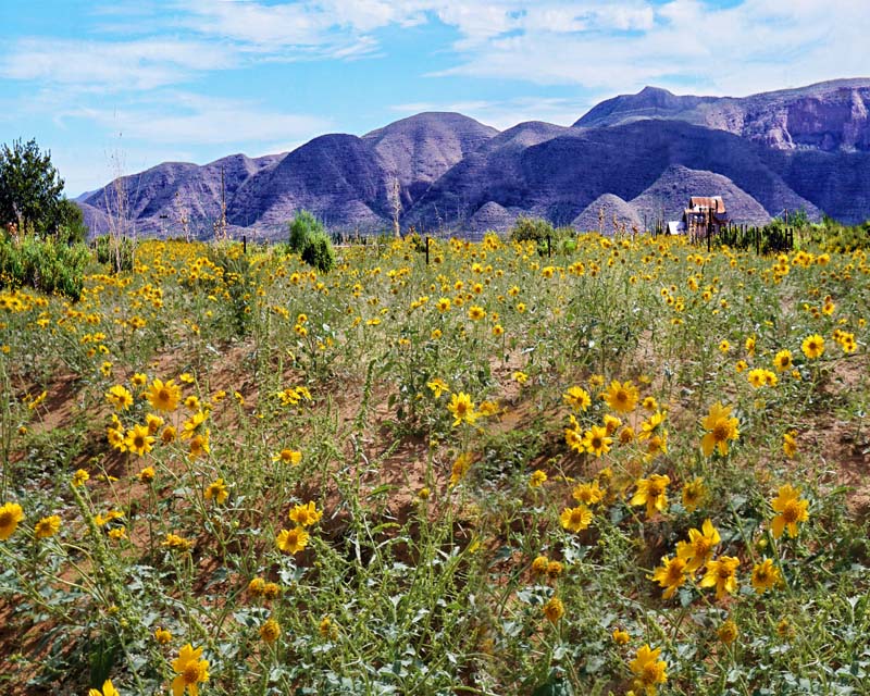 Mountain Flowers 2