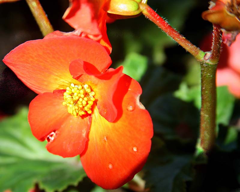 Orange Flower
