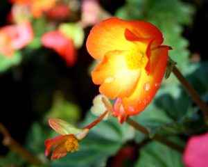 Peach Delight