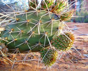 Prickly