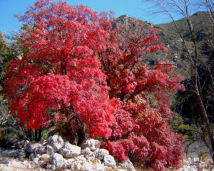 Red Leaf Wash