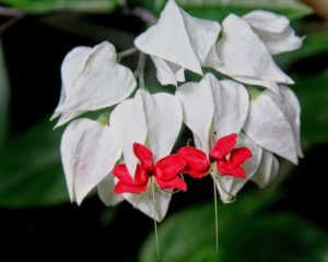 Red and White Flowers