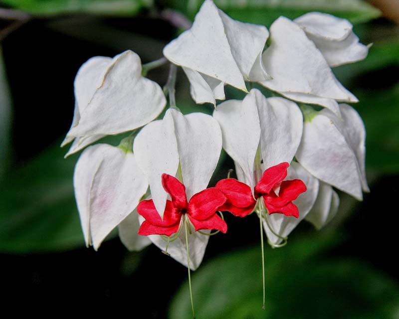 Red and White Flowers