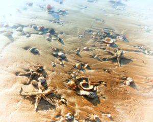 Star of the Beach