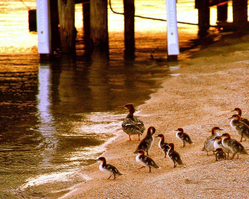 Tahoe Ducks