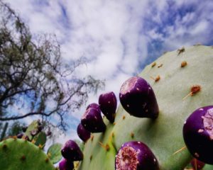Tunas