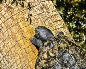 Turtle Basking
