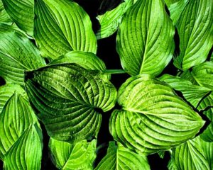 Veins of Green