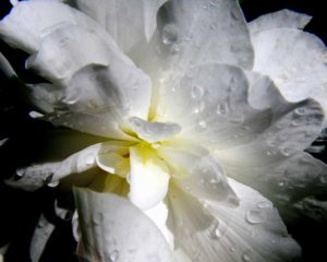 White Magic
