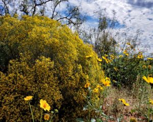 Yellow Sage 1