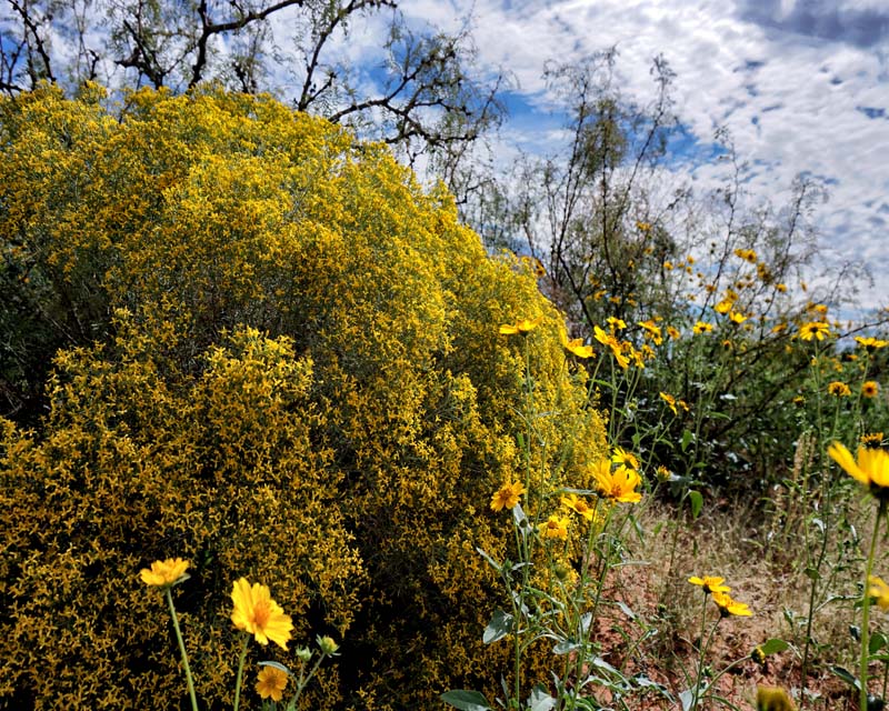 Yellow Sage 1