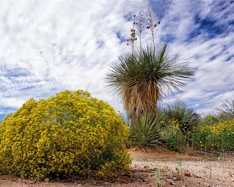 Yucca Flowers 1