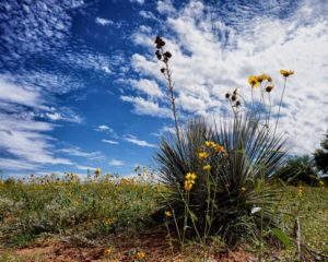 Yucca Flowers